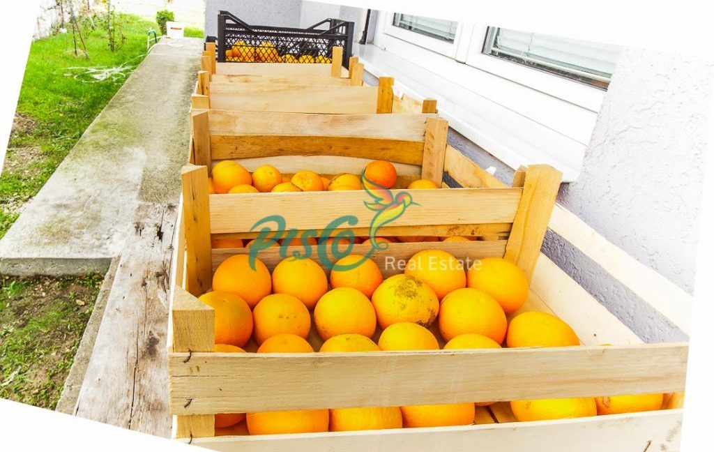 Pisco Real Estate Agencija za nekretnine Podgorica, Crna Groa (16)