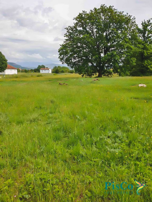 Na prodaju plac blizu Spuža 12.000m2