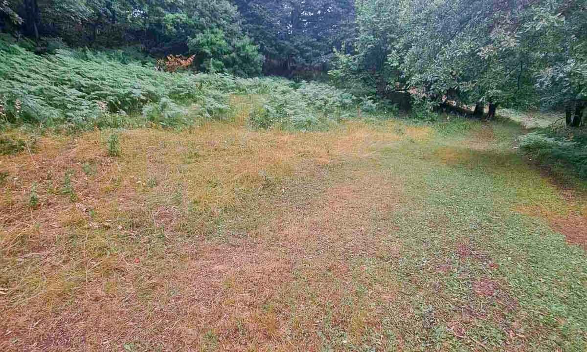 Zemljište, 15000m2, Đurđevića Tara, Pljevlja, Prodaja (1 of 2)