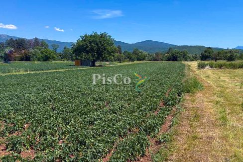 Prodaja, plac 6077 m², Miločani, Nikšić, uz rijeku Zetu-380