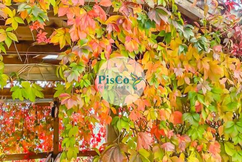 Imanje na prodaju – Raško, između Podgorice i Kolašina